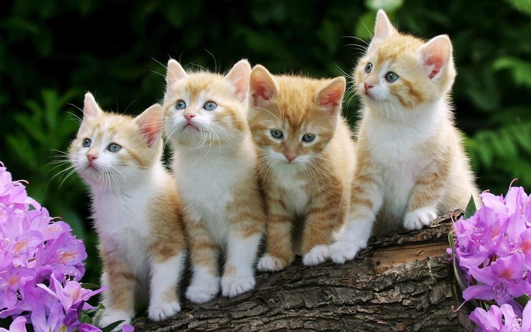 4_Cute_Cats_Wallpaper_1440x900_wallpaperhere.jpg