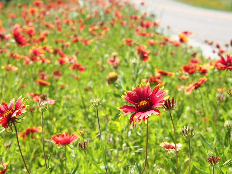 texas-wildflowers-girlinchief.jpg