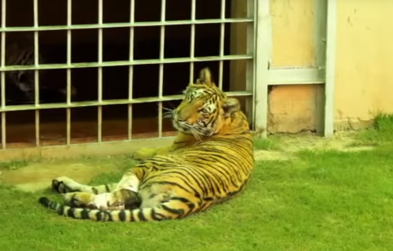 Tiger in zoo.png