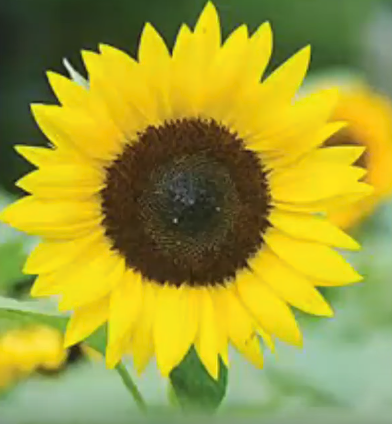 Yellow flower.png