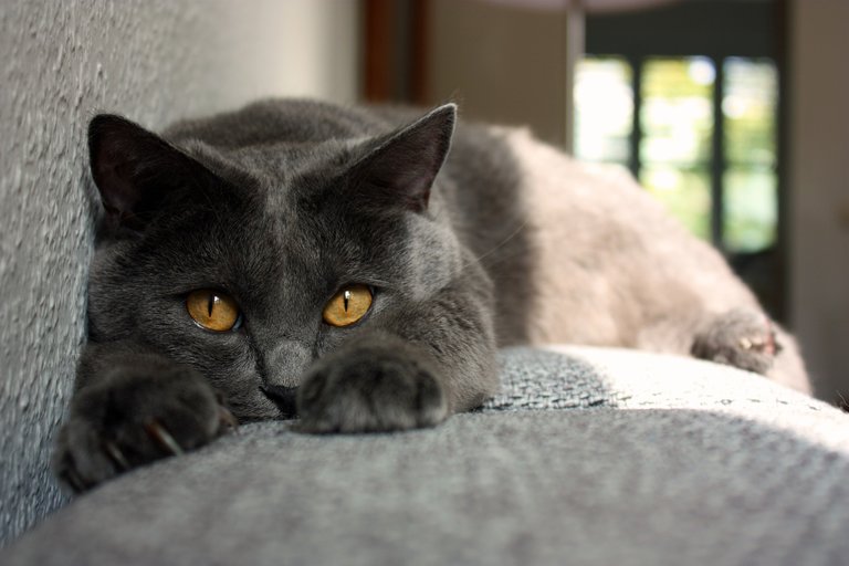 chartreux-3142342_1920.jpg