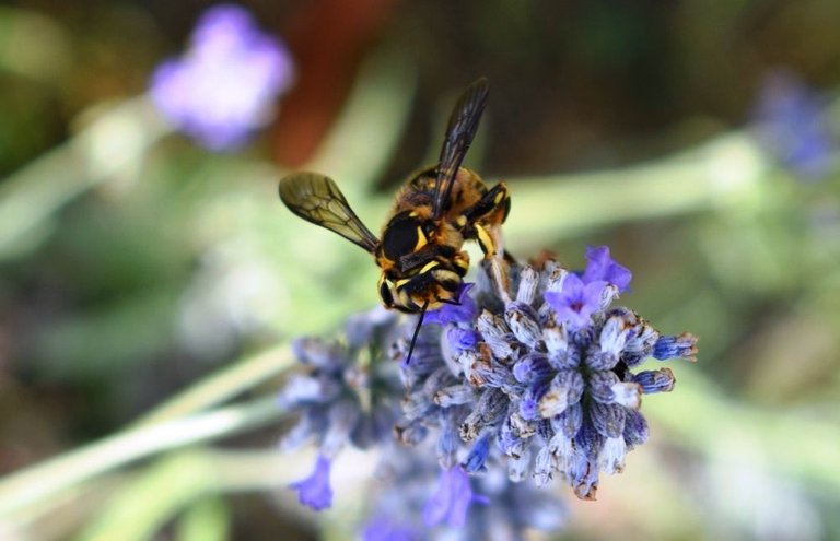 Bee on blueflower.JPG