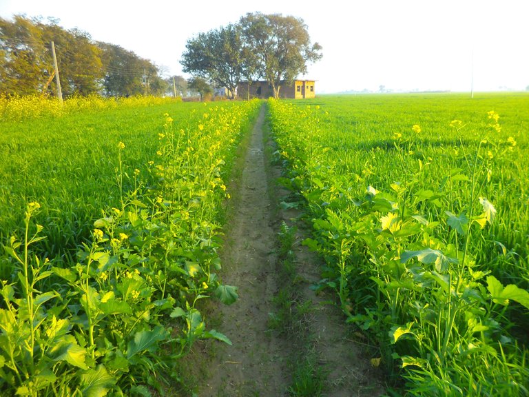 Aloona_Tola_(mustard_in_wheat_field_).JPG