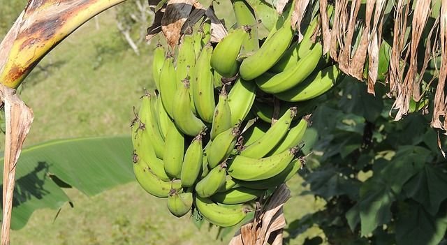 banana-2892126_640.jpg