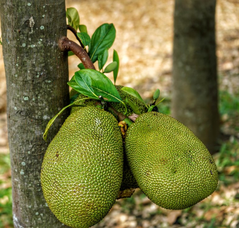 jackfruit-3258359_1920.jpg