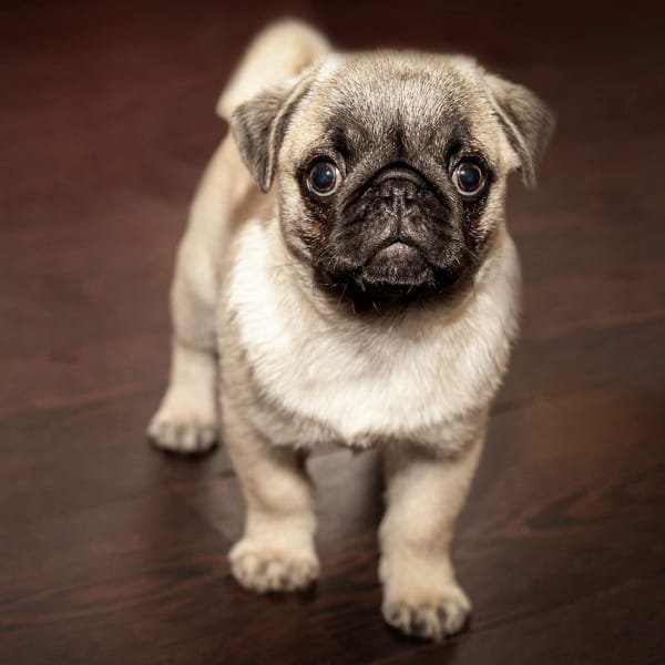 cute-dog-pug-600x600.jpg