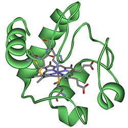 cytochrom.jpg