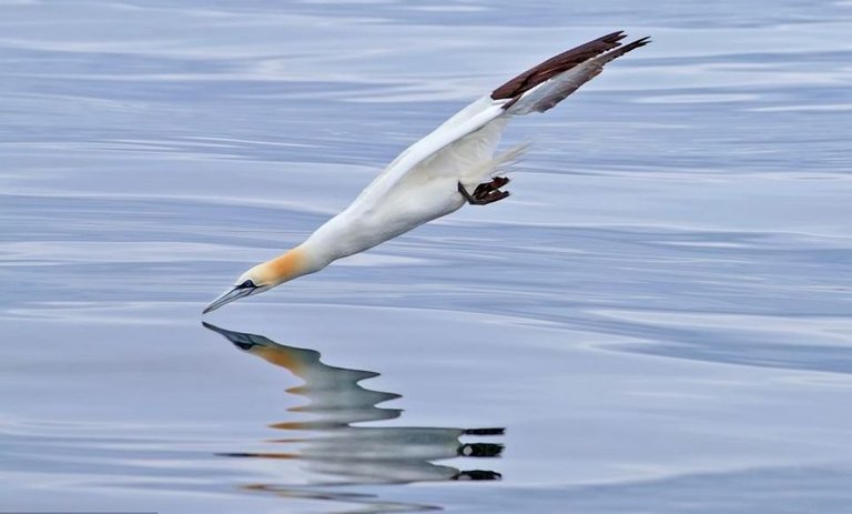 Gannet.jpg