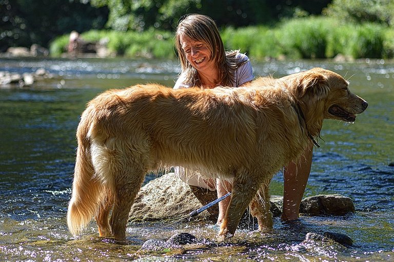 aseo de perros.jpg