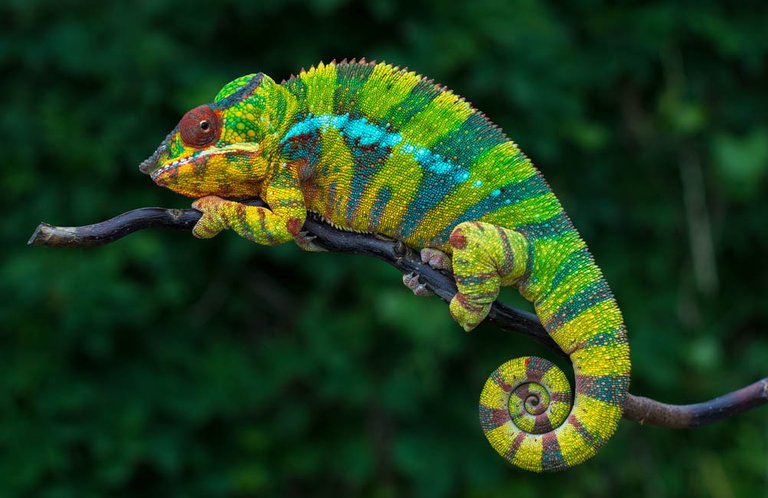 angry-chameleon.jpg