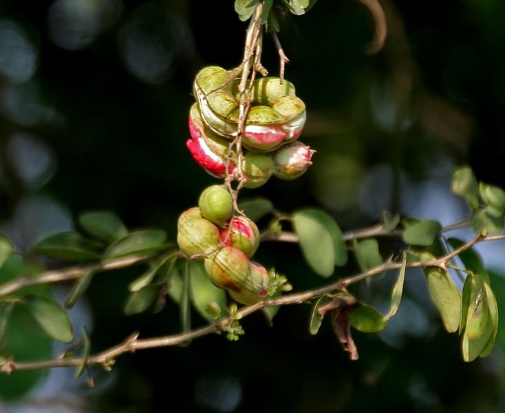 Pithecellobium_dulce_(Jungle_Jalebi)_fruit_W_IMG_7240.jpg