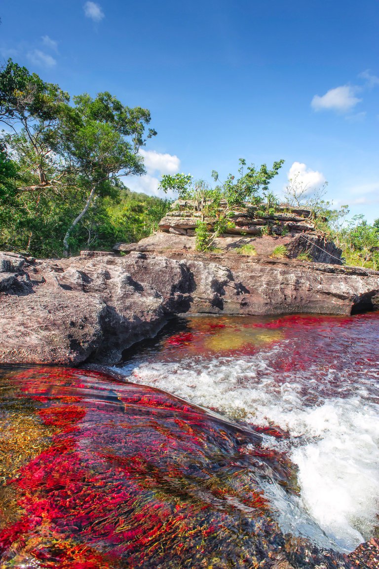 Cano-Cristales-el-rio-de-los-cinco-colores (1).jpg