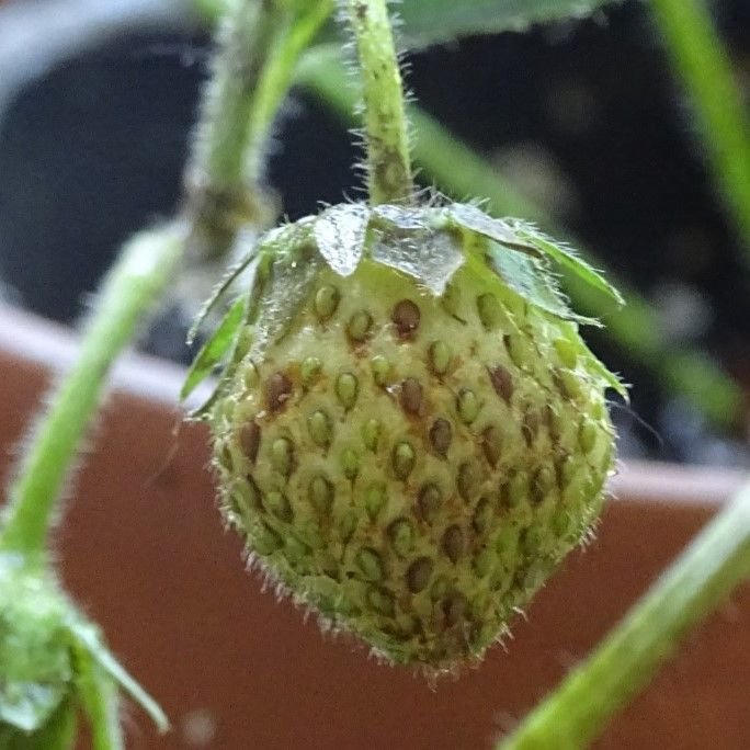 Strawberry4 (2).jpg