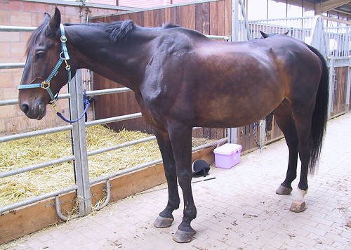 hessen-horse.jpg