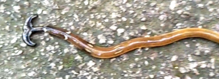 hammerheadworm.PNG