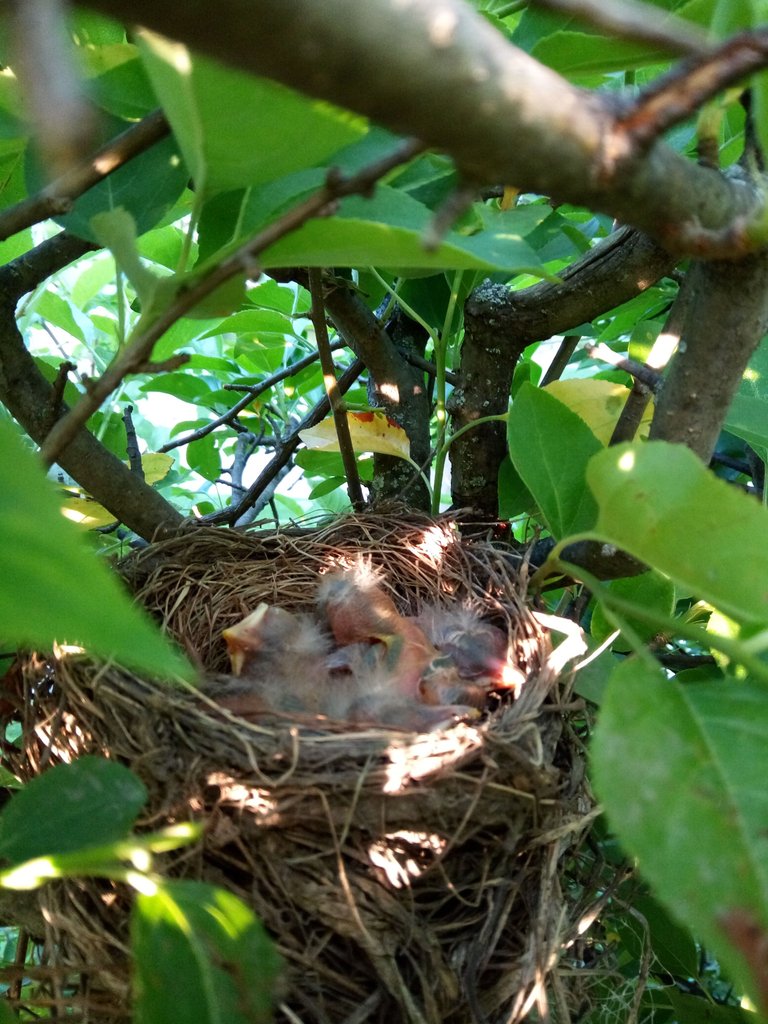 IMG_20170603_193833.jpg