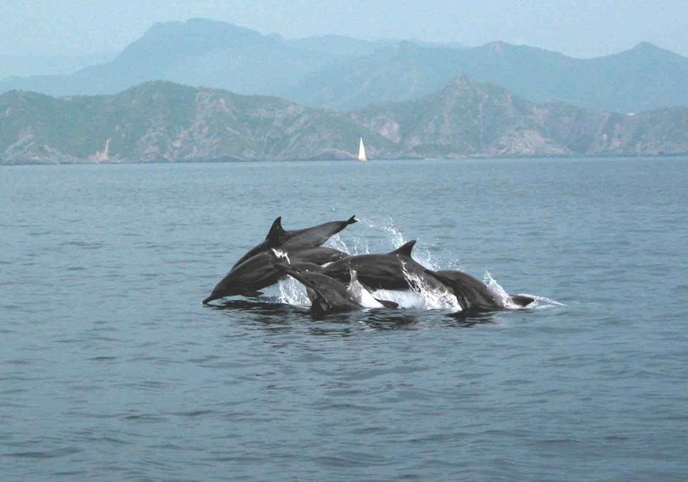 mochima_doamimda_delfines.jpg