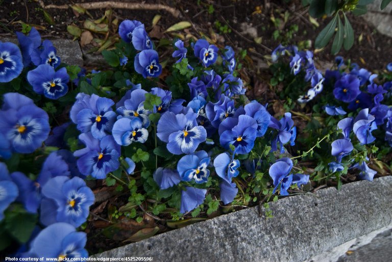 BluePansies-001-041118.jpg