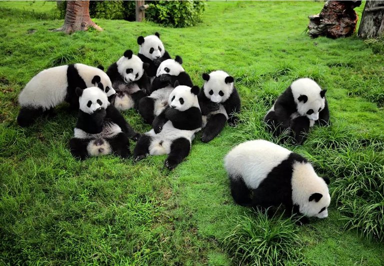 NationalPandaPark.jpg