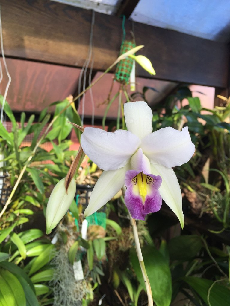 Laelia anceps var coerulea 'Fort Caroline'.JPG