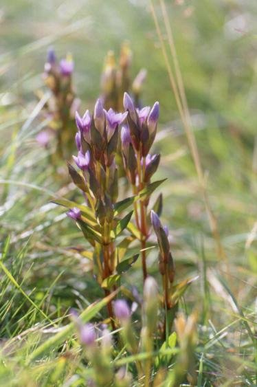 field gentian.jpg