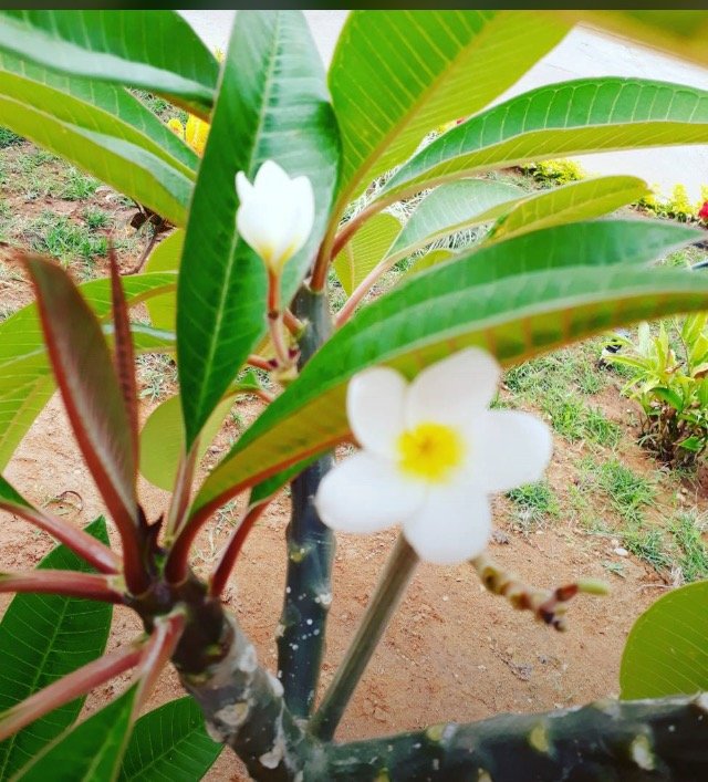 hermosa flor.jpg