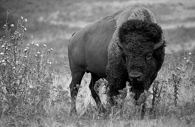 640px-American_bison_BW.jpg