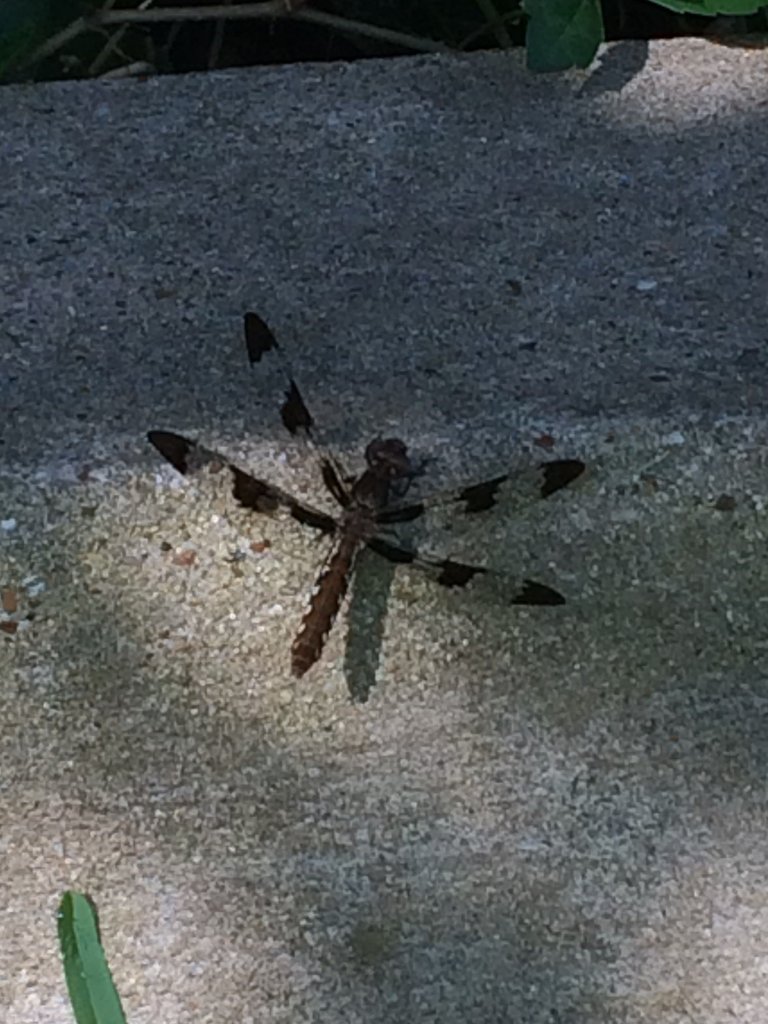 Dragonfly.JPG