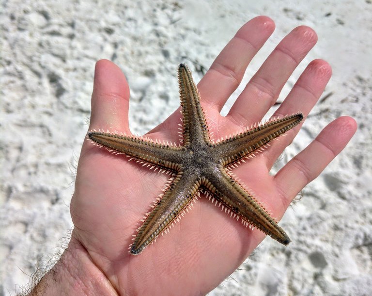 Starfish-Marco-Island.jpg