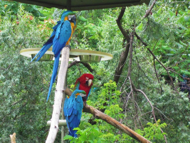 Toronto Zoo August 1st 2013 104.jpg