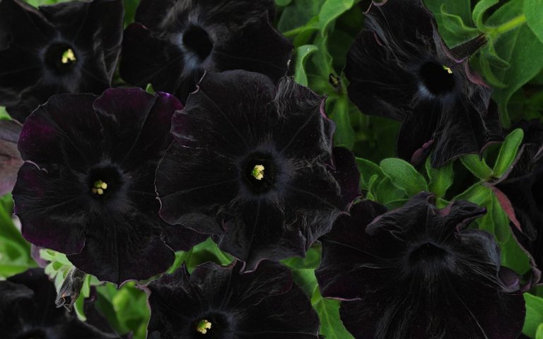 Black-Petunia-hd-wallpaper.jpg