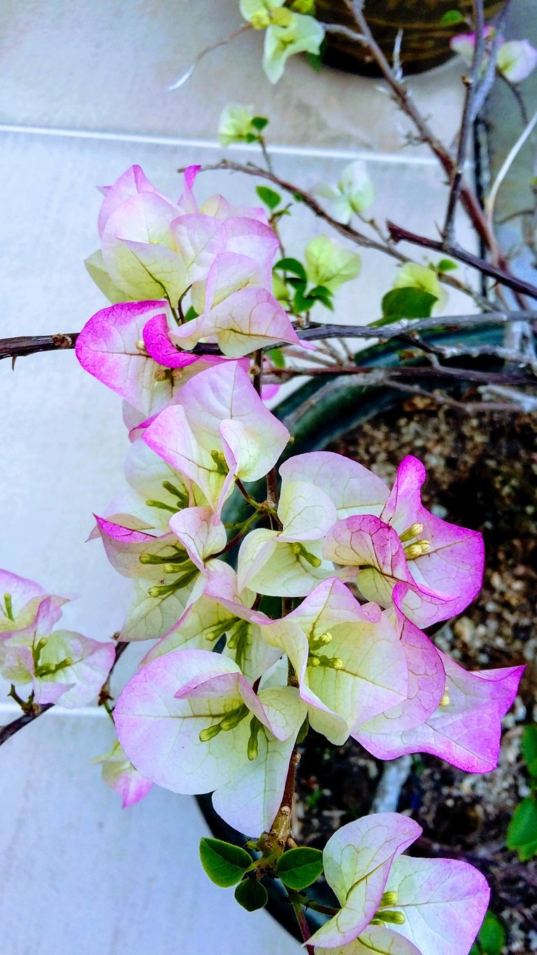 Bougainvillea new flower for the Spring Feb 27 2018 B.jpg