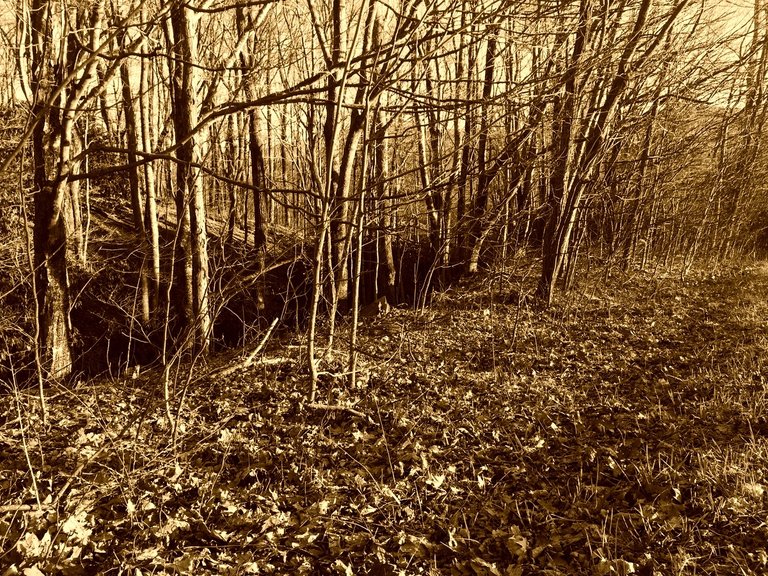 sepia-spindly-forest.jpg