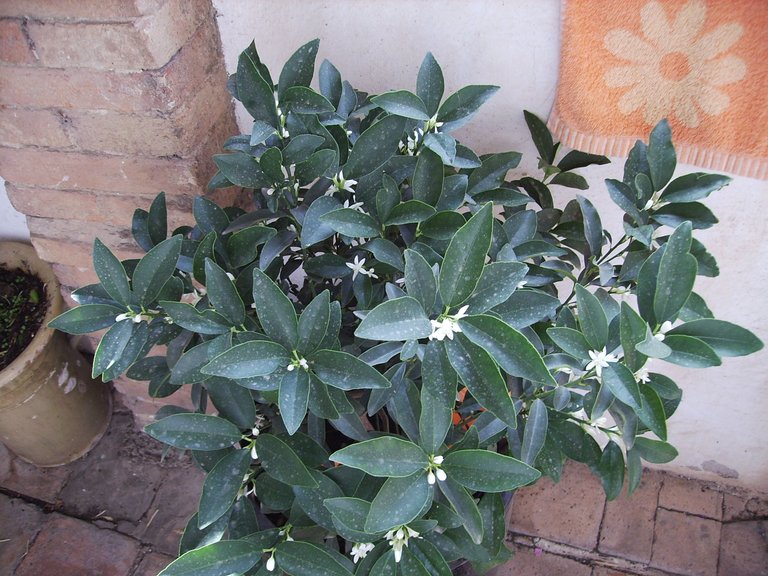 Planta_kumquat_8_agost06_065.jpg