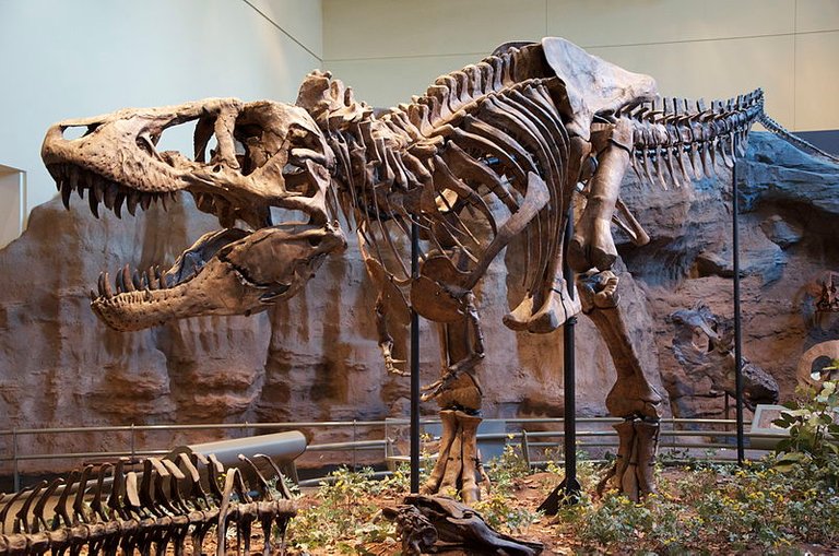 800px-Tyrannosaurus_Rex_Holotype.jpg