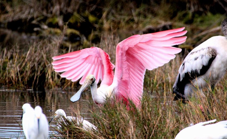 Roseate-Spoonbill-wings-raised-Merritt-Island-NWR-near-Titusville-FL-2013-01-29-IMG_7135.jpg