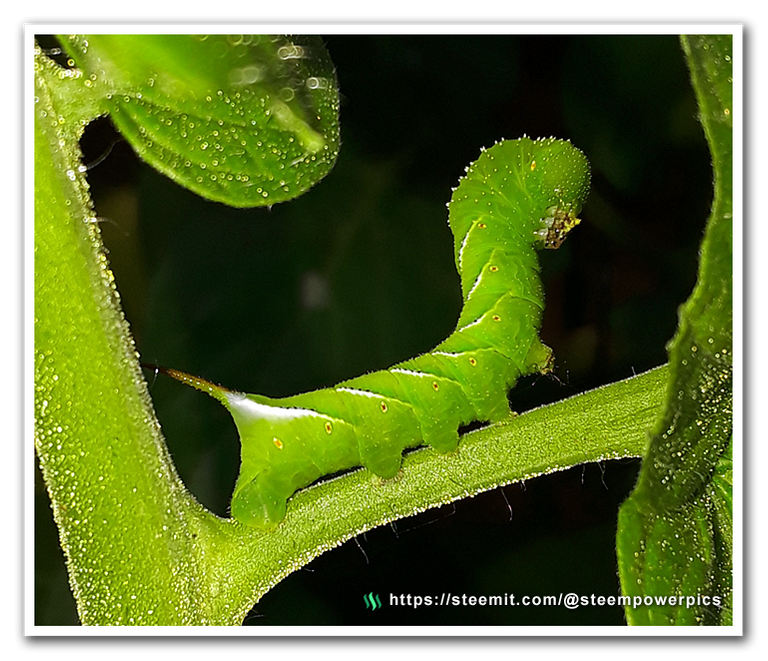 Tomato-Hornworms-04-SteemPowerPics.png