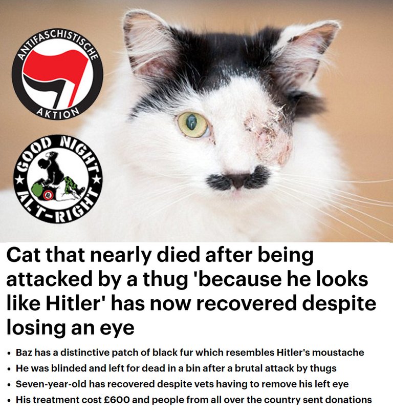 antifa cat.jpg