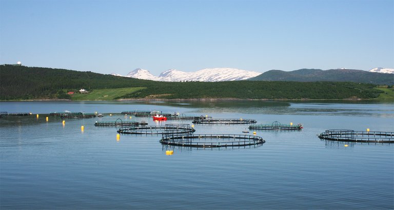 Salmon farm.jpg