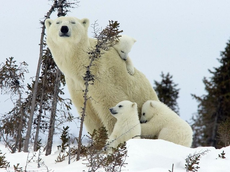 familia-de-oso-polar.jpg