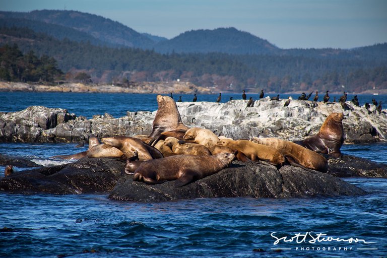 Stellar Sea lion-23.jpg