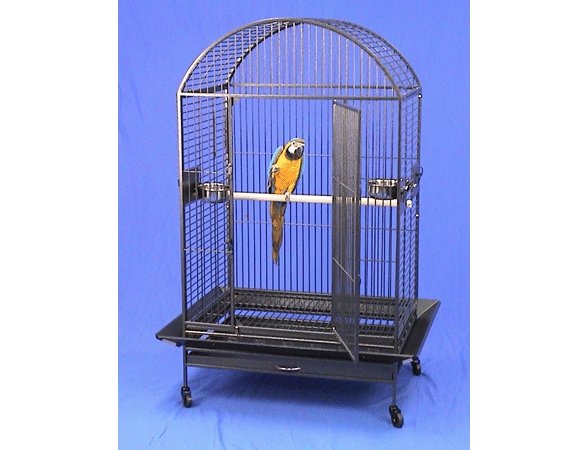 BG in cage Lg Canvas.jpg