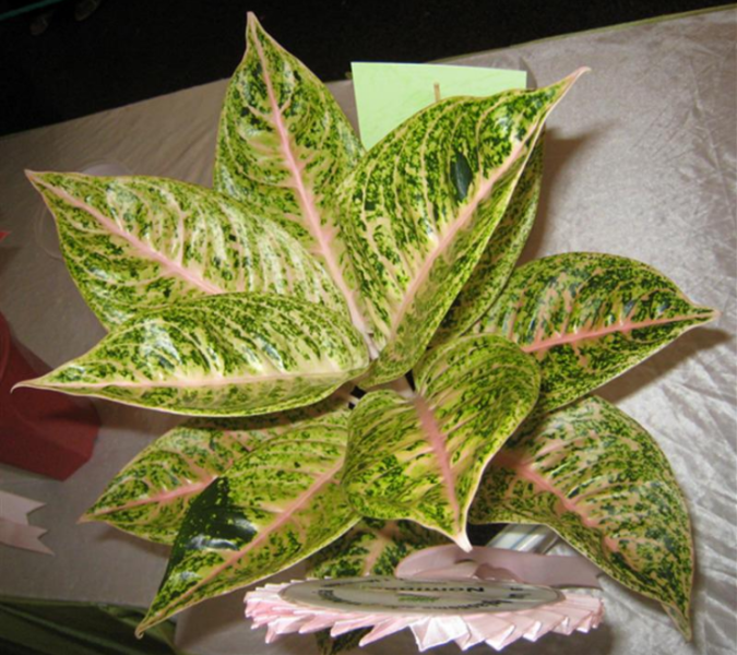 tanaman-hias-aglaonema-mutiara.png