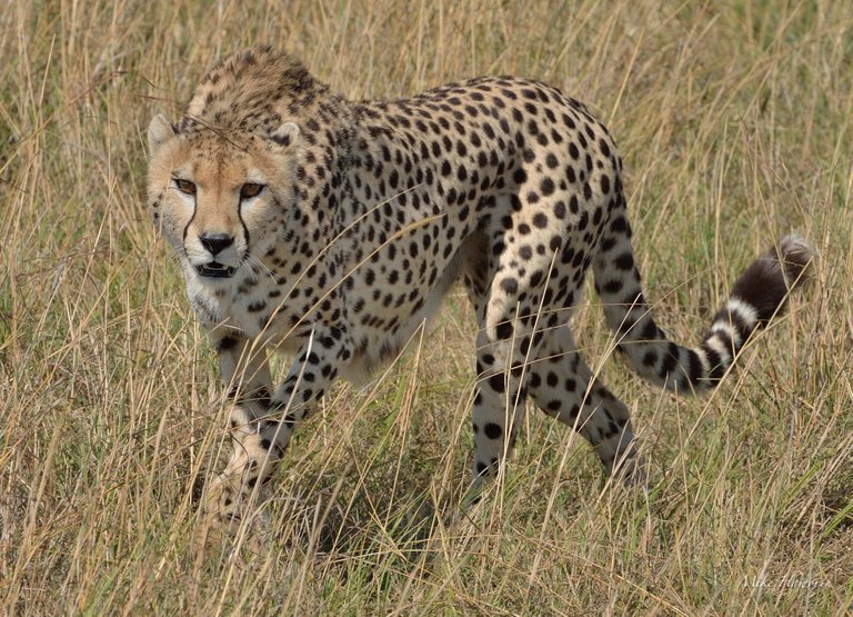 Acinonyx jubatus (cheetah).jpg