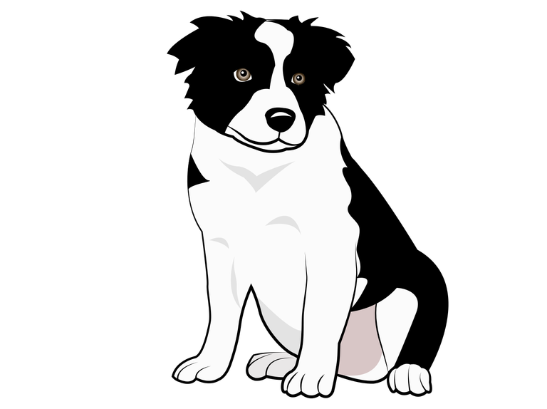 Boder Collie.png