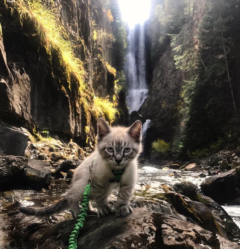 Baloo-die-abenteuerlustige-Katze.jpg