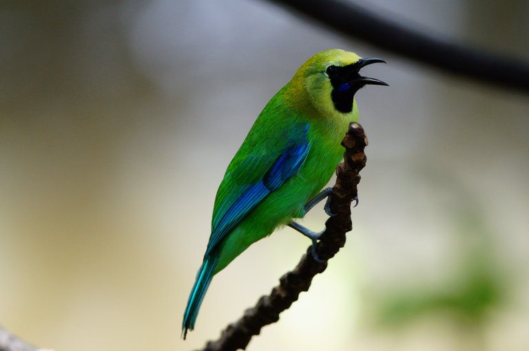 Green Jay.jpg