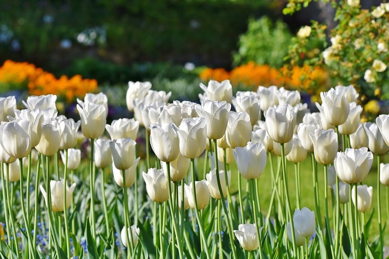 tulips-3406530_960_720.jpg