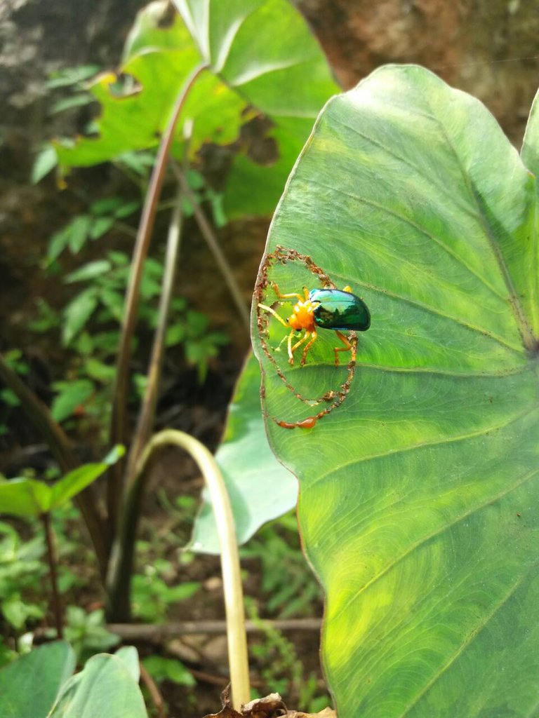 Green BUg.jpg