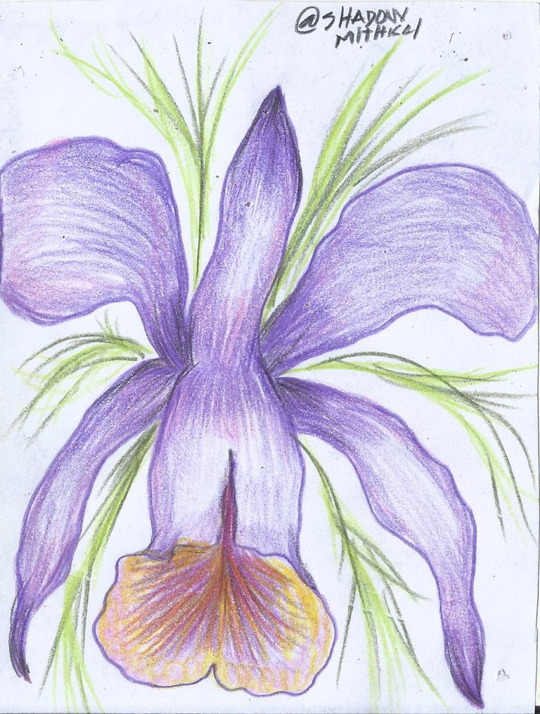 orchid.jpg